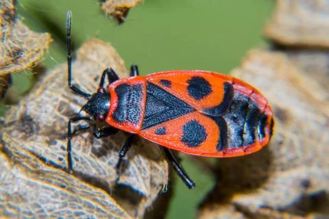 Firebug Stock Photos