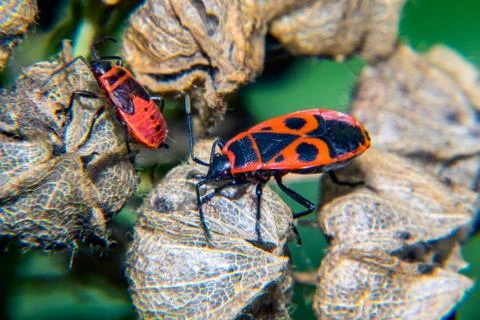 Firebug Stock Photos