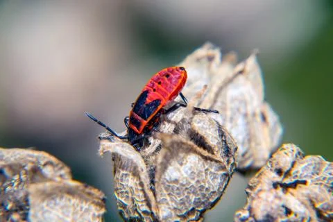 Firebug Stock Photos