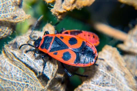 Firebug Stock Photos