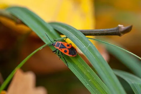 Firebug, pyrrhocoris apterus beetle walking in grass. Macro animal background Foto stock