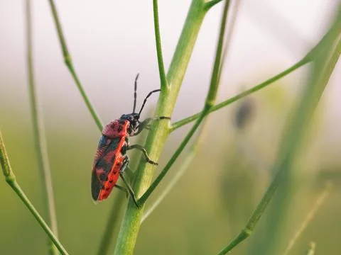 Firebug (Pyrrhocoris apterus) climbing green plant stem, macro photography Stock Photos