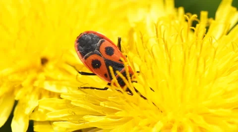 Firebug ( Pyrrhocoris apterus ) collects nectar on a dandelion Stock Footage 5298307