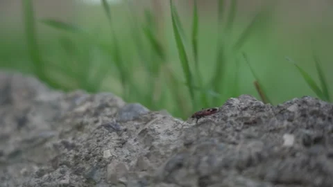 The Firebug, Pyrrhocoris Apterus, Is a Common Insect moving on the ground Stock Footage 255008125