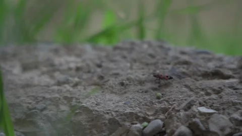 The Firebug, Pyrrhocoris Apterus, Is a Common Insect moving on the ground Stock Footage 255008139