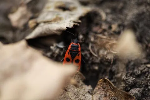 Firebug, Pyrrhocoris apterus, is a common insect of the family Pyrrhocoridae. Stock Photos