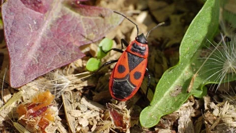 A firebug Pyrrhocoris apterus crawling over dirt and leaves close up slow motion Video stock 275852805