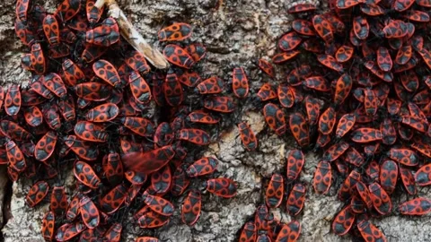 The firebug Pyrrhocoris apterus crowling over the tree bark. Common insect .. Video stock 277530497