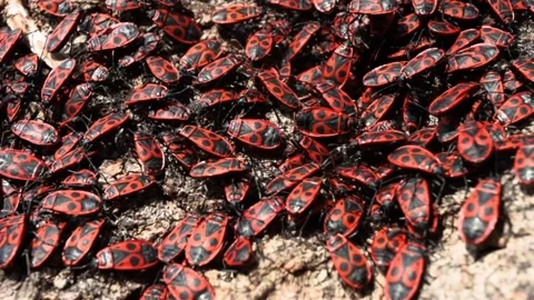 The firebug Pyrrhocoris apterus crowling over the tree bark. Common insect .. Video stock 277530499