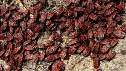 The firebug Pyrrhocoris apterus crowling over the tree bark. Common insect .. Video stock 277530502