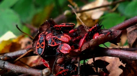 Firebug (Pyrrhocoris apterus) Stock Footage 30431508