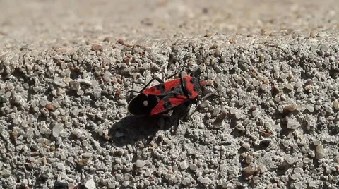 Firebug, Pyrrhocoris apterus Video stock 41595333