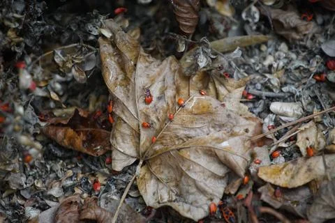 Firebug (Pyrrhocoris apterus) group of insects on the leaves on the ground Stock Photos