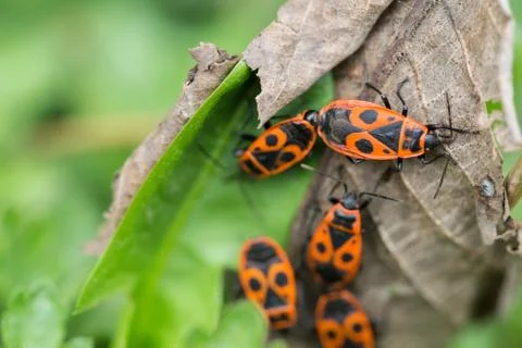 Firebug (Pyrrhocoris apterus) group of insects on the leaves Stock Photos