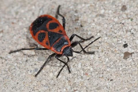 Firebug (pyrrhocoris apterus) Stock Photos
