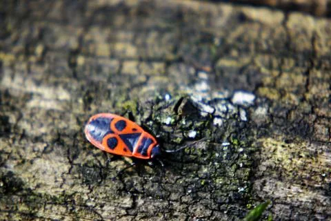 Firebug Pyrrhocoris apterus Foto stock