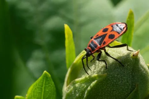 Firebug, Pyrrhocoris apterus Stock Photos