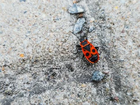 Firebug (Pyrrhocoris apterus) on sandy ground – macro shot 스톡 사진