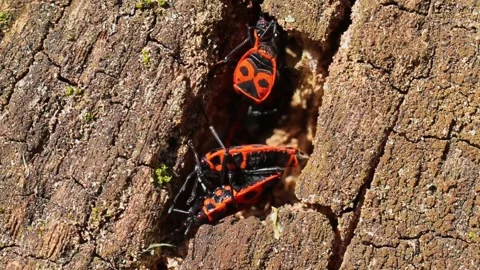 Firebug Pyrrhocoris apterus on tree bark in bright daylight Stock Footage 347546921