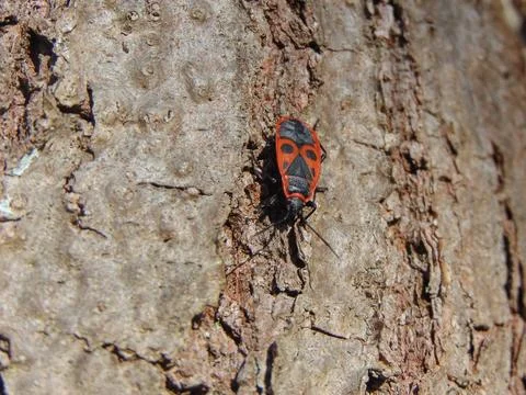 Firebug (Pyrrhocoris apterus) on a tree Stock Photos