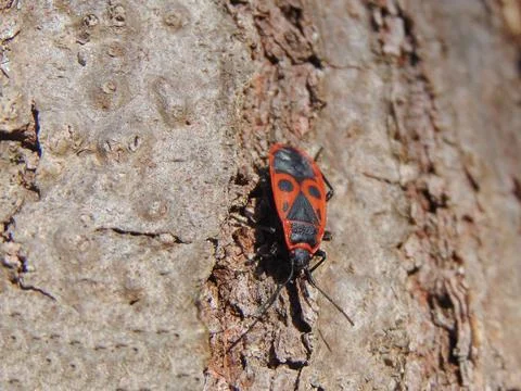 Firebug (Pyrrhocoris apterus) on a tree Stock Photos