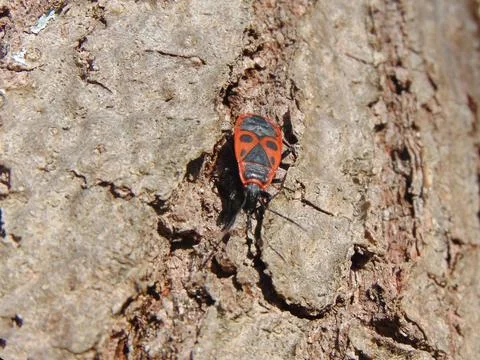 Firebug (Pyrrhocoris apterus) on a tree 库存照片