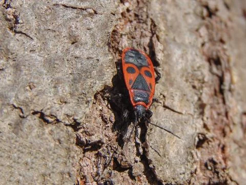 Firebug (Pyrrhocoris apterus) on a tree Fotos Stock