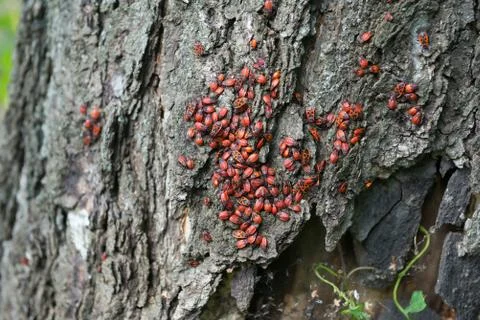 Firebug ( Pyrrhocoris apterus) in the trunk of an old tree Stock Photos