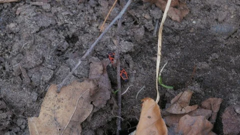The firebug, Pyrrhocoris apterus walking Stock Footage 106290237