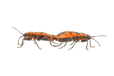 Firebug (Pyrrhocoris apterus) on a white background Foto stock