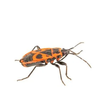 Firebug (Pyrrhocoris apterus) on a white background Foto stock