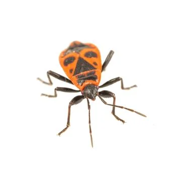 Firebug (Pyrrhocoris apterus) on a white background Foto stock