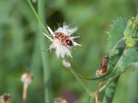 Firebug (Pyrrhocoris apterus) on white threads of dried wildflower Stock Photos
