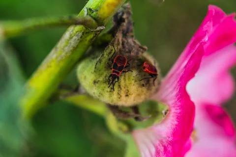 The firebug is a red insect with black spots, in gardens, they help elimina.. Foto stock