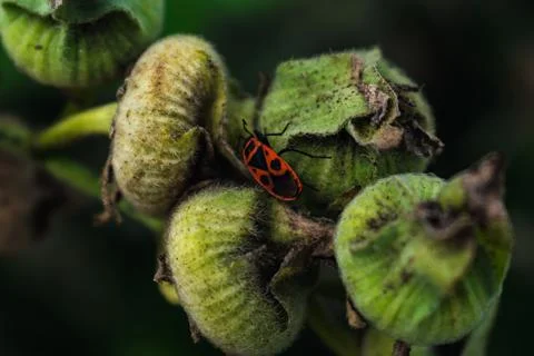The firebug is a red insect with black spots, in gardens, they help elimina.. 스톡 사진