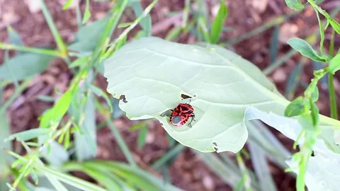 Firebug resting on a green leaf in the Comino Valley, Italian Apennine Mountains Stock Footage 329254459