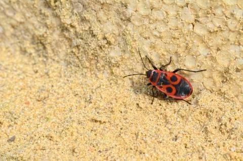 A firebug in the sand left Stock Photos