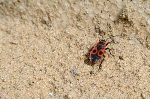 A firebug in the sand right Stock Photos