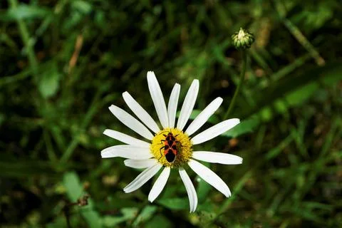 A firebug sitting on a chamomille blossom Stock Photos