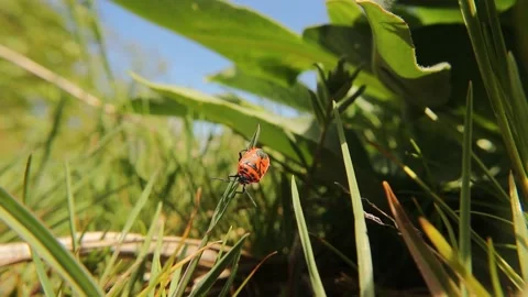 Firebug sleeping on the grass Red and black striped stink bug Stock Footage 154027926
