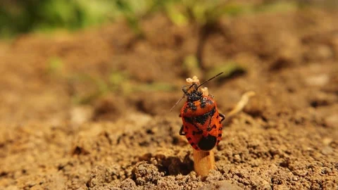Firebug on top of a stick. Red and black striped stink bug Stock Footage 153975615