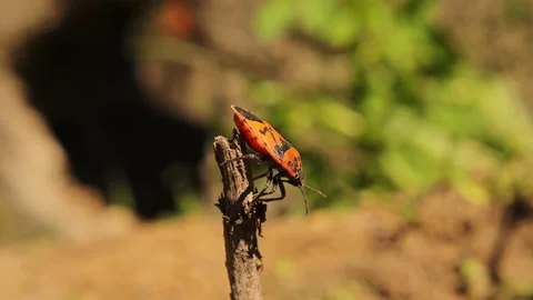 Firebug on top of a stick. Red and black striped stink bug cleans itself Stock Footage 153998598