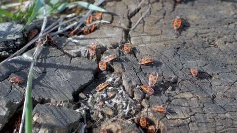 Firebug on tree Stock Footage 110922769