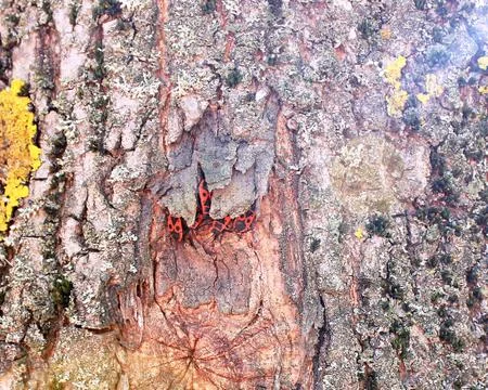 Firebug on the tree Stock Photos