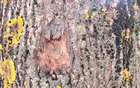 Firebug on the tree Foto stock