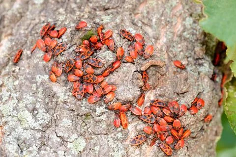 Firebug on a Tree Trunk Stockfoto's
