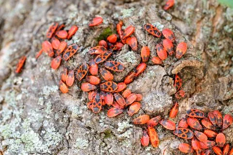 Firebug on a Tree Trunk Stockfoto's
