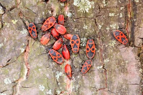 Firebug on a Tree Trunk 写真素材