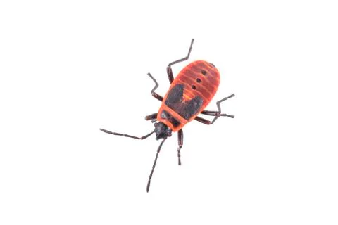 Firebug on white background Foto stock