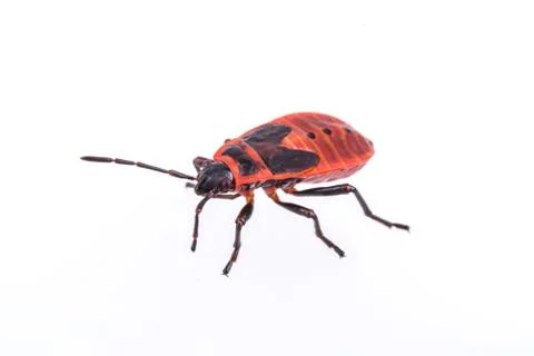 Firebug on white background 스톡 사진